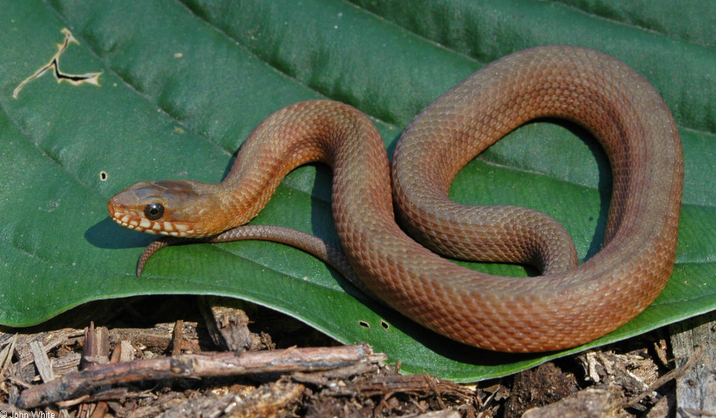 Nerodia clarkii compressicauda