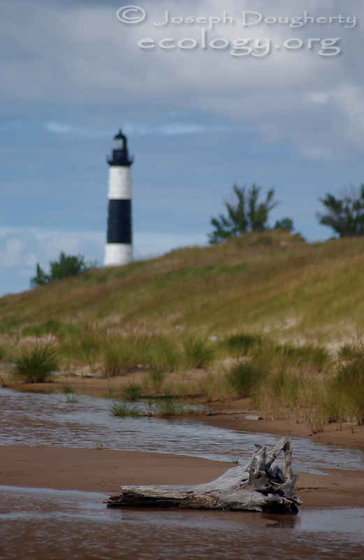 Drift wood and sand dunes on the approach to Big Sable Point Lighthouse, eastern shore of Lake Michigan.
