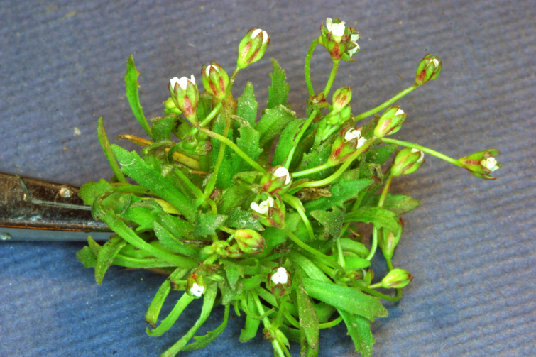 Androsace septentrionalis ssp. subumbellata