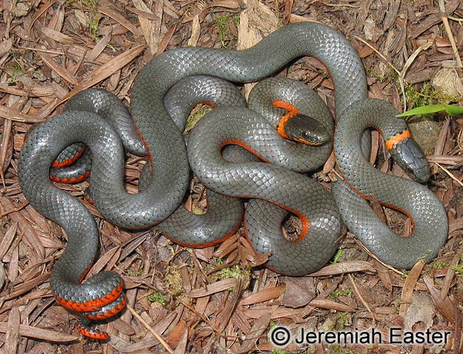 CalPhotos: Diadophis punctatus; Northwestern Ringneck Snake