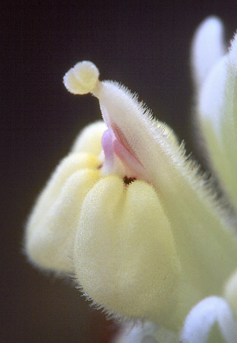 Castilleja exserta Castilleja exserta