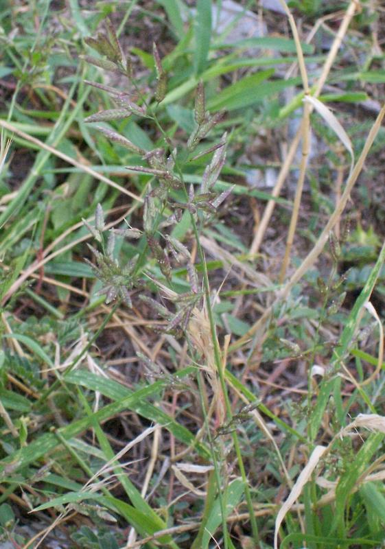 Eragrostis cilianensis