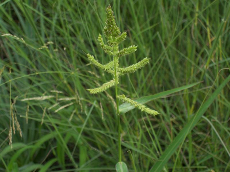 Calphotos Echinochloa Crus Galli Japanese Millet