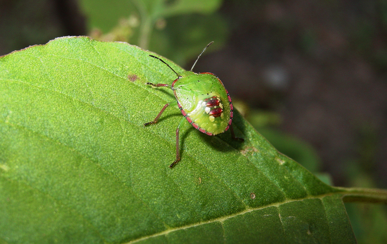 Pentatomorpha sp.