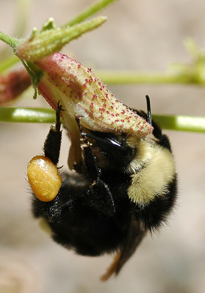 Cordylanthus nevinii Cordylanthus nevinii