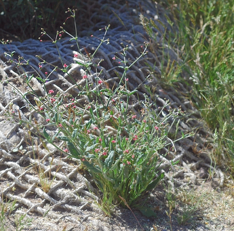 Eriogonum gracillimum