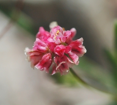 Eriogonum gracillimum