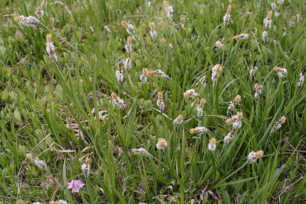 Carex scopulorum var. bracteosa Carex scopulorum var. bracteosa