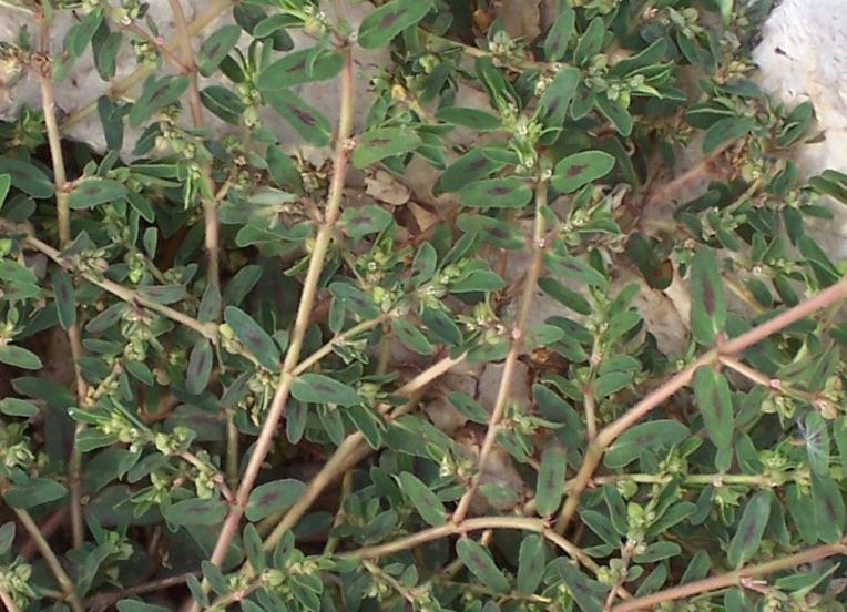 Euphorbia maculata