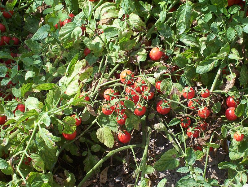 Solanum lycopersicum