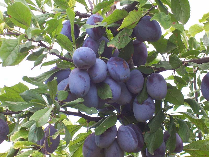 Prunus domestica Prunus domestica