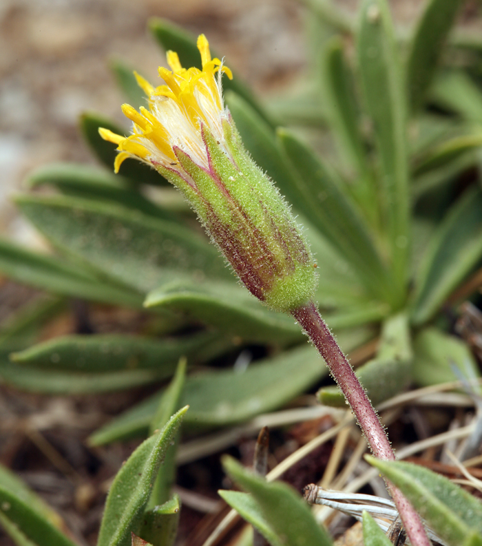 Raillardella scaposa Raillardella scaposa