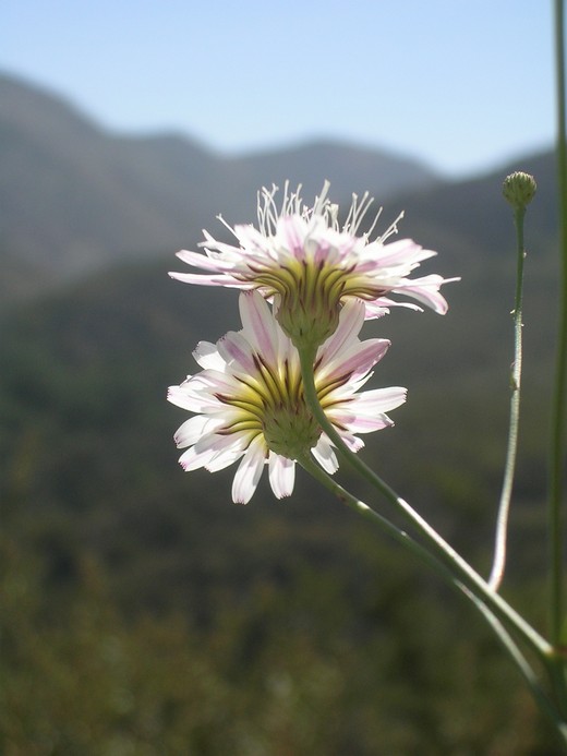 Stephanomeria sp. Stephanomeria sp.