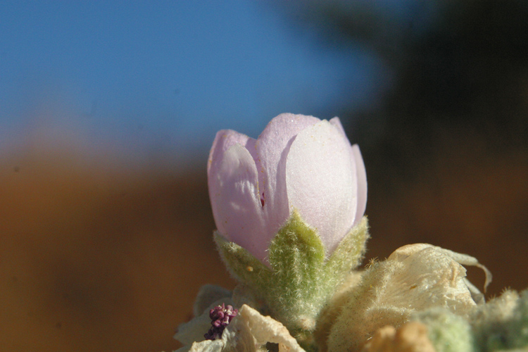 Malacothamnus davidsonii