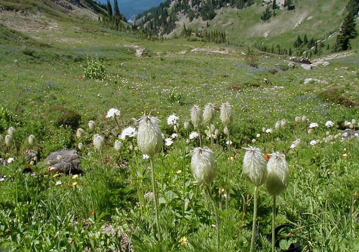 Pulsatilla occidentalis