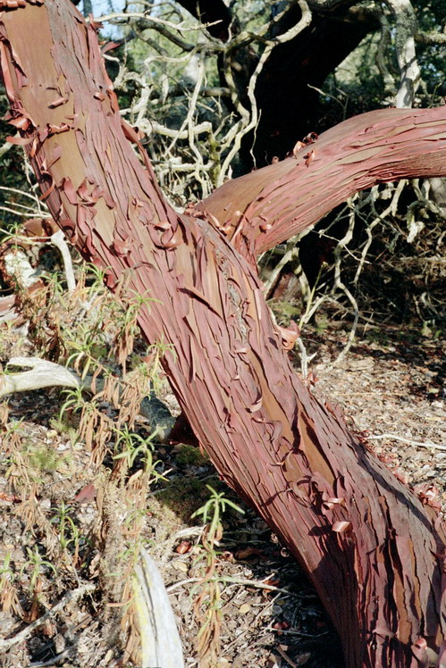 Arctostaphylos purissima Arctostaphylos purissima