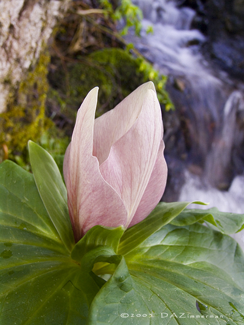 Trillium chloropetalum