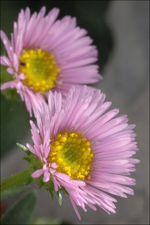 Erigeron glabratus