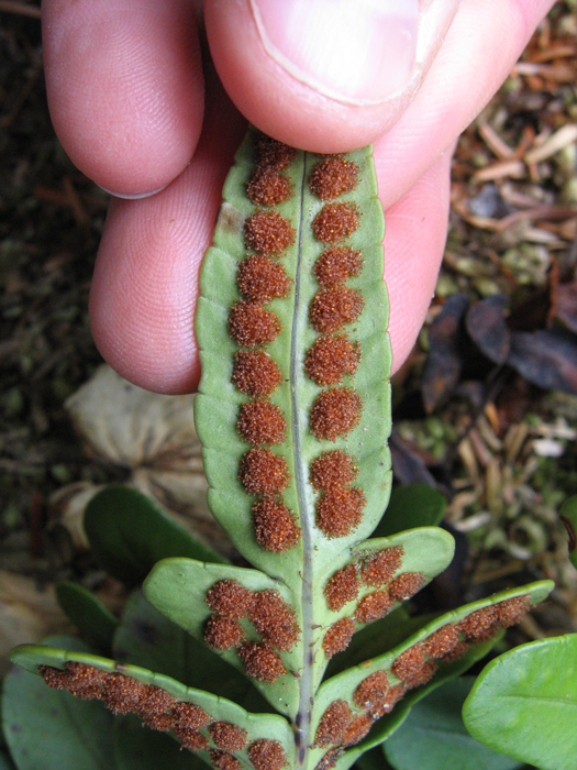 Polypodium scouleri Polypodium scouleri