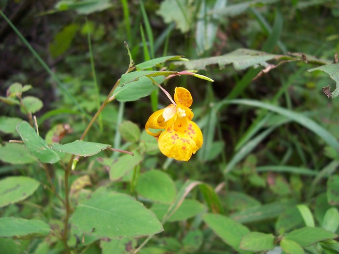 Impatiens capensis Impatiens capensis