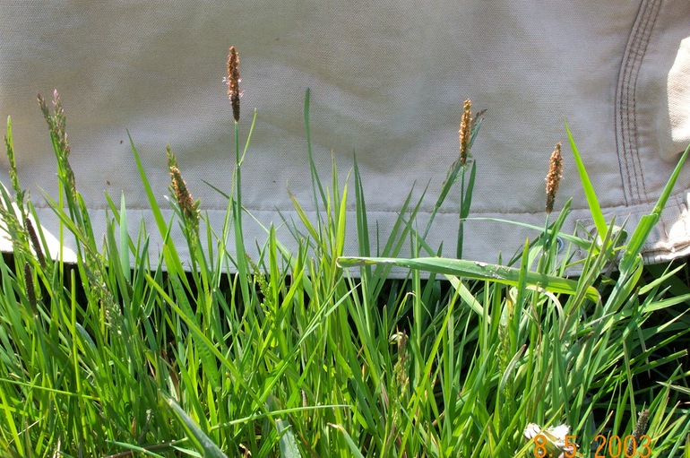 Alopecurus geniculatus Alopecurus geniculatus