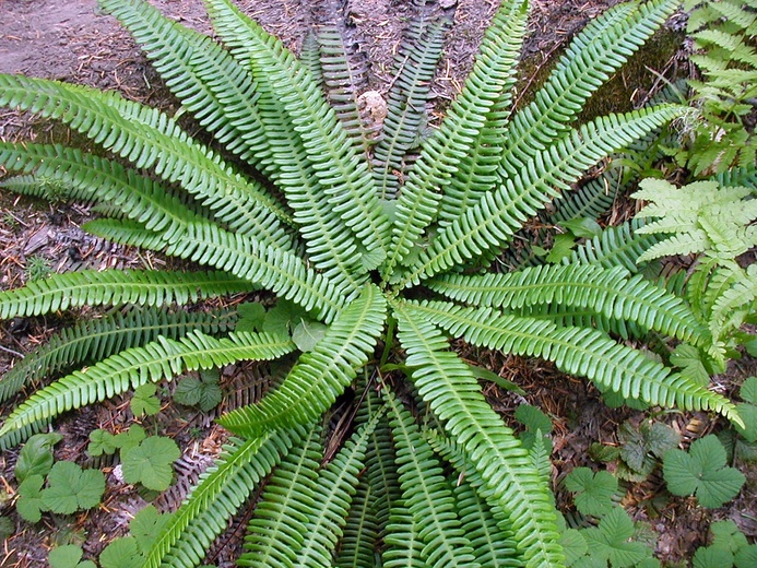 Blechnum spicant