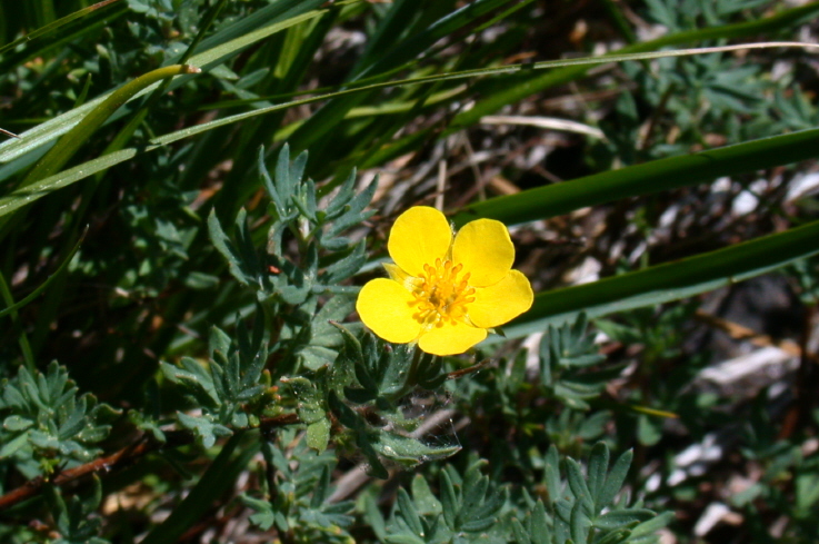 Dasiphora fruticosa