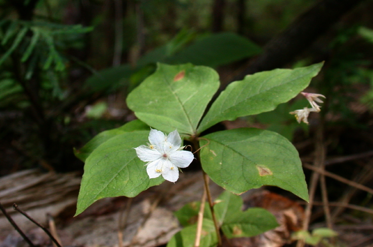 Trientalis latifolia