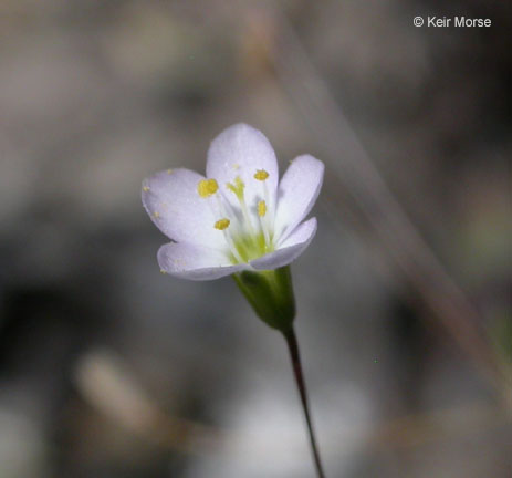 Linanthus septentrionalis