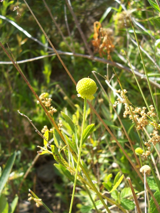 Helenium puberulum