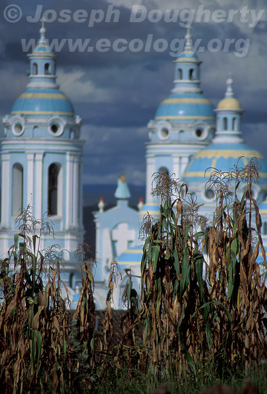 Symbols of the Andes -- Church and Maize
