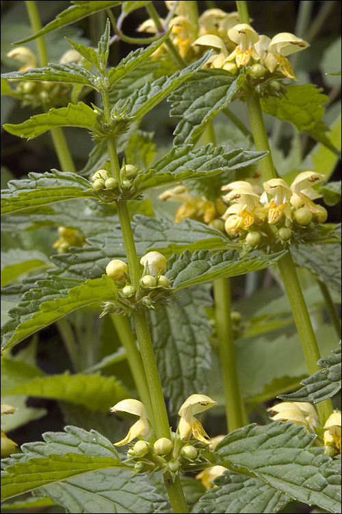Lamium galeobdolon ssp. flavidum