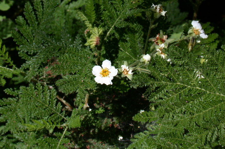 Chamaebatia foliolosa