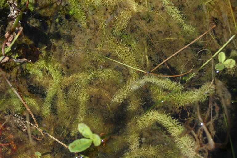 Utricularia intermedia