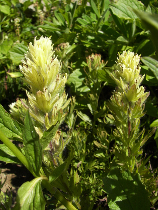 Castilleja parviflora var. albida Castilleja parviflora var. albida