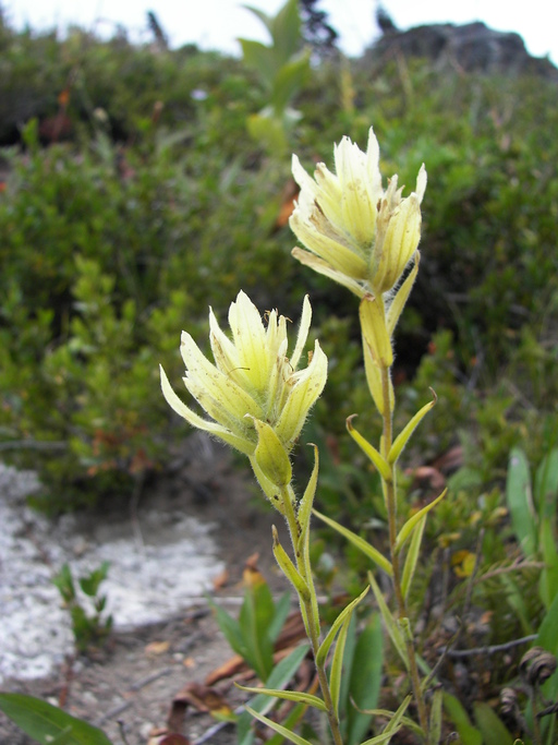 Castilleja parviflora var. albida Castilleja parviflora var. albida