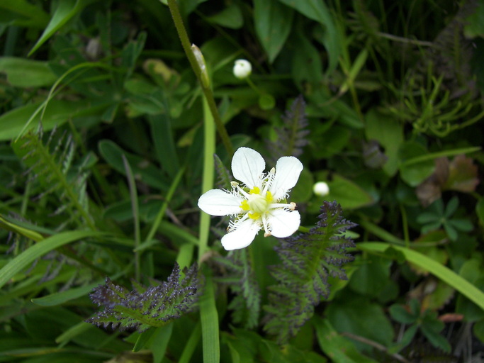 Parnassia fimbriata Parnassia fimbriata