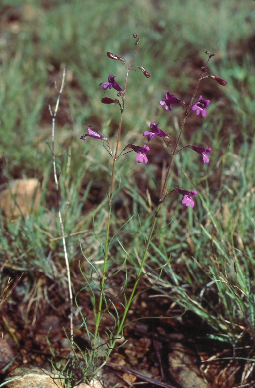 Penstemon filiformis