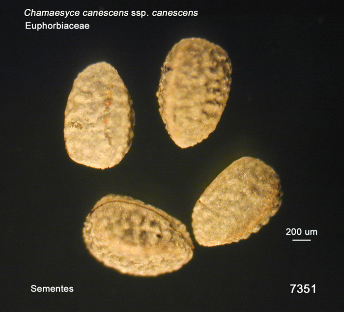 Chamaesyce canescens ssp. canescens