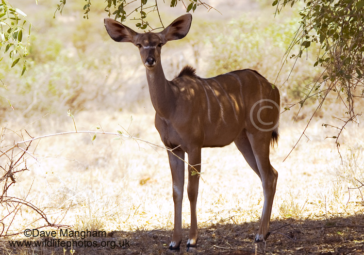 Tragelaphus strepsiceros chora