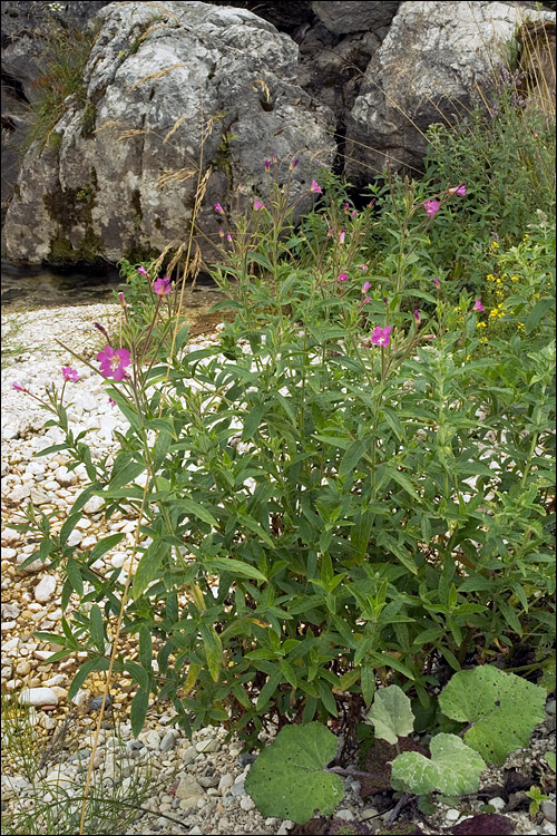 Epilobium hirsutum