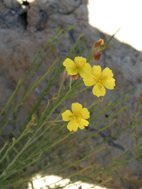 Crocanthemum scoparium