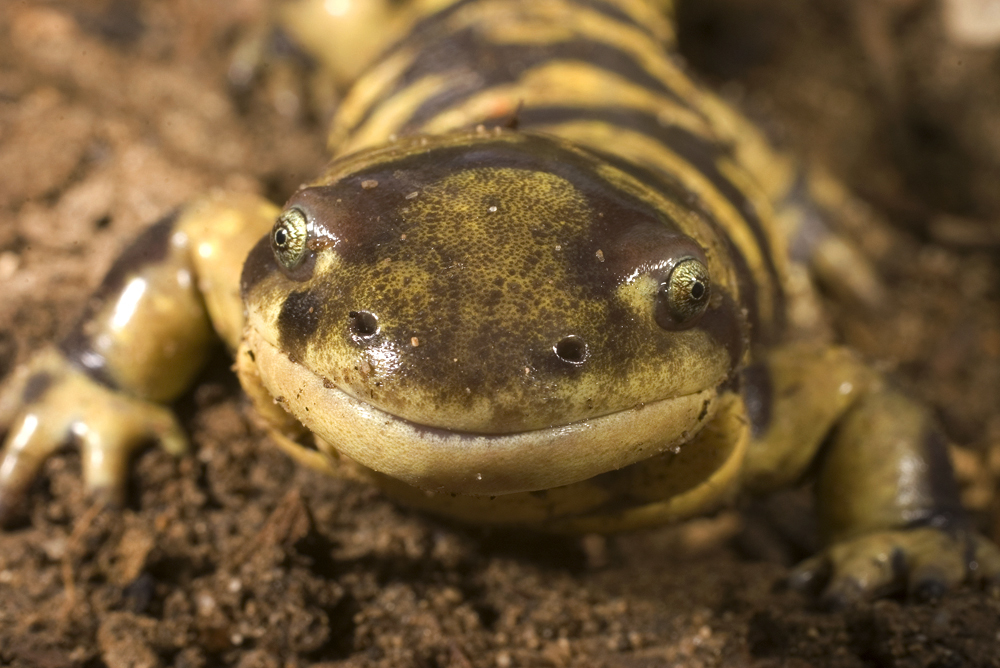 Амбистома фото. Ambystoma tigrinum – тигровая амбистома. Амбистома саламандра. Саламандры тигровая амбистома (Ambystoma tigrinum). Американская амбистома.