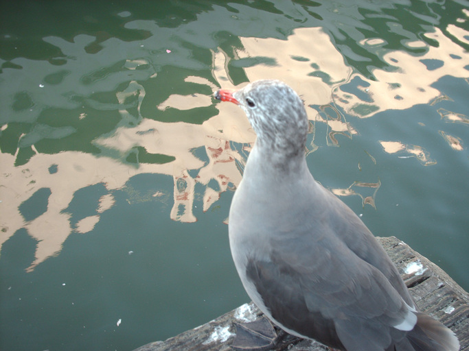 Larus heermanni Larus heermanni