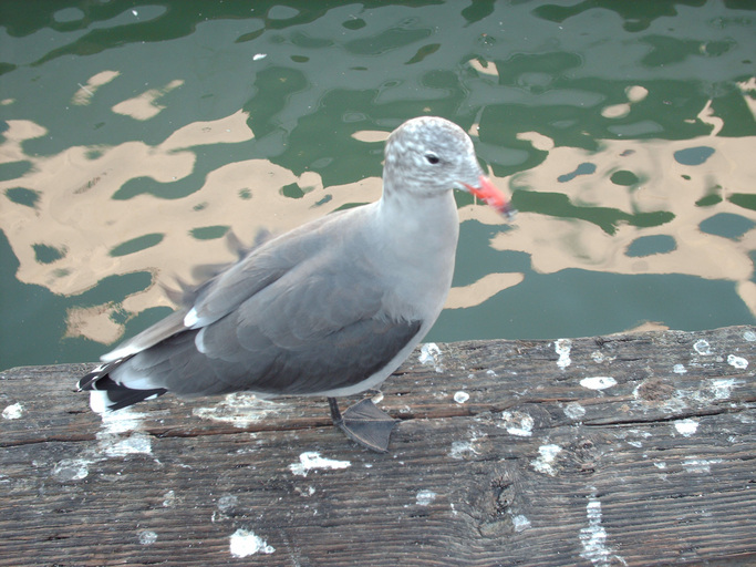 Larus heermanni Larus heermanni