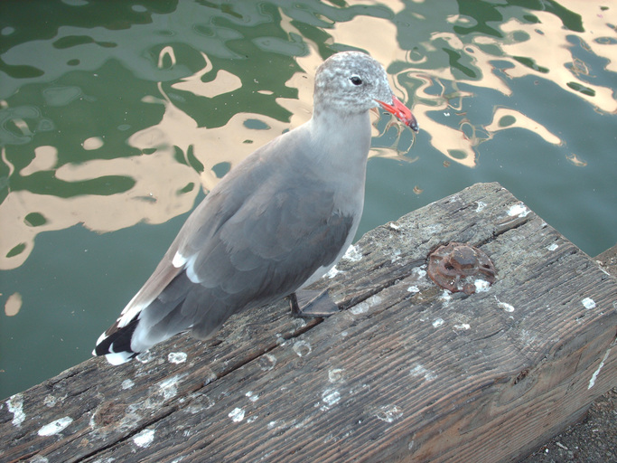 Larus heermanni Larus heermanni