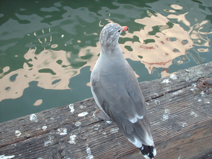 Larus heermanni Larus heermanni