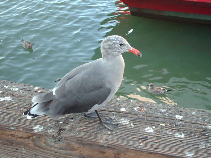 Larus heermanni Larus heermanni