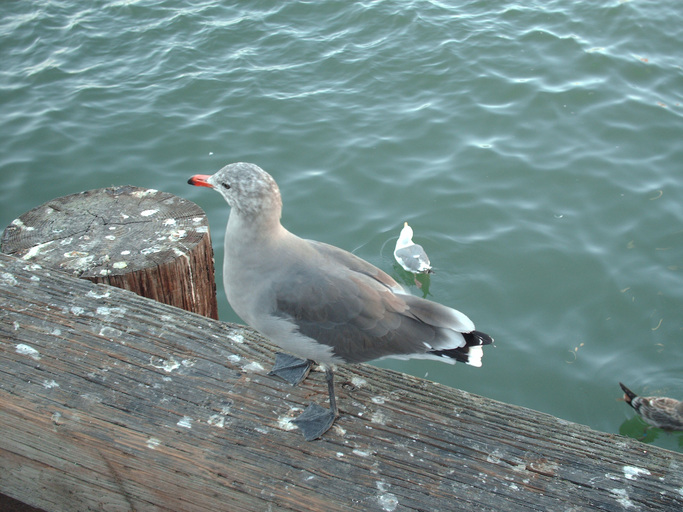 Larus heermanni Larus heermanni