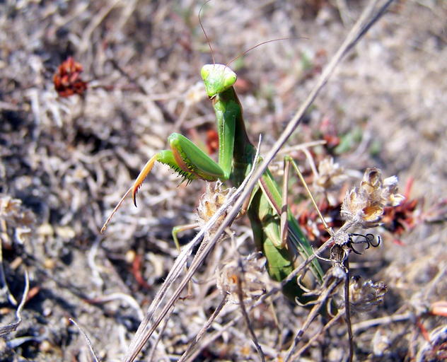 Mantis religiosa Mantis religiosa